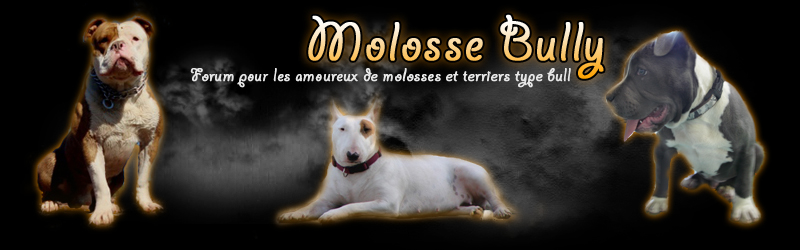 Blog Molosse Bully "Molosses et Terriers de Type Bull"
