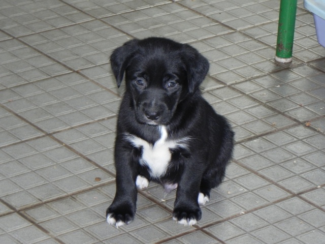 Garry, Chiot Croisé Labrador né en Fevrier 2011