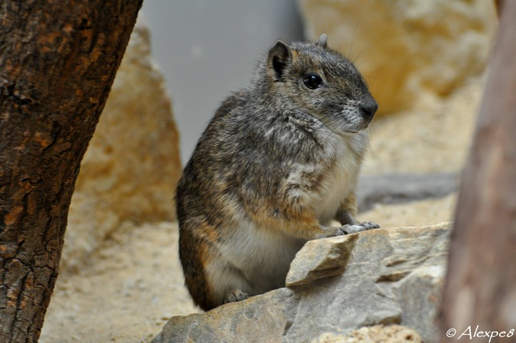 petit rongeur