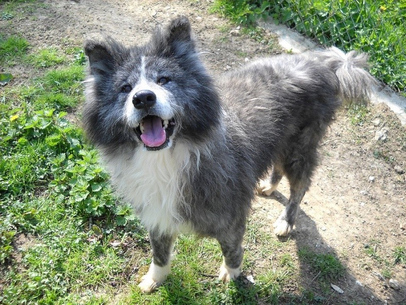 MIKA Akita inu bringé à poils longs 6 ans (m) 5 ans REF (89) ADOPTE