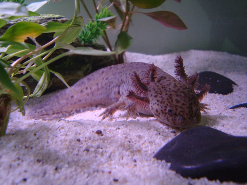 Weibchen ? - Axolotl Diskussionsboard - Axolotl - Das Forum zur Haltung