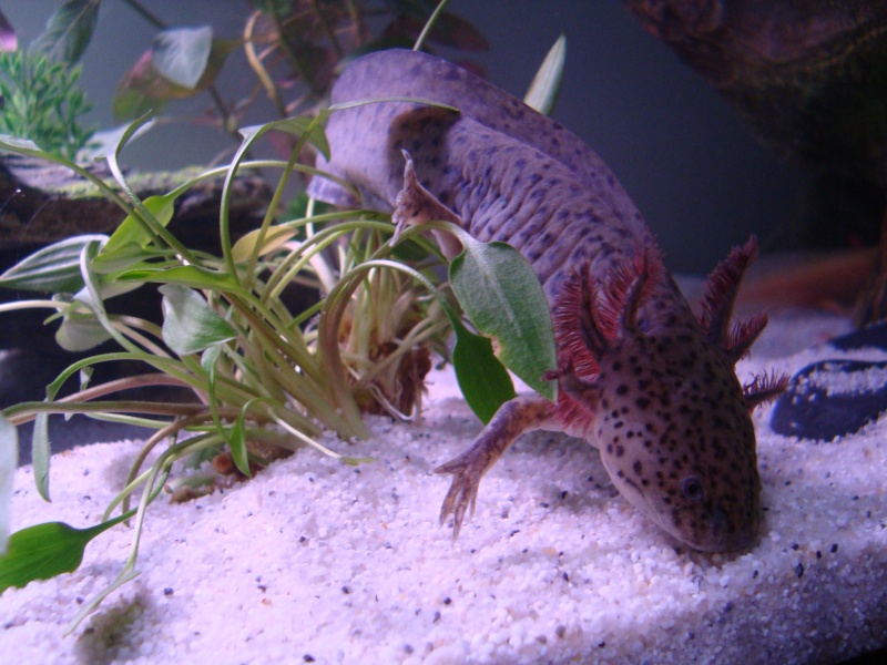 Weibchen ? - Axolotl Diskussionsboard - Das große Axolotlforum