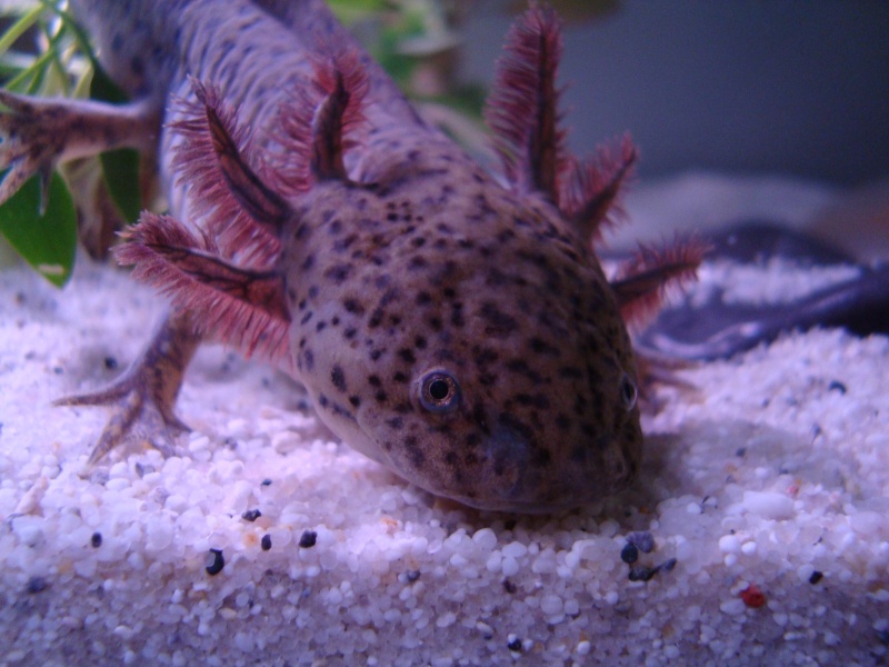 Weibchen ? - Axolotl Diskussionsboard - Axolotl - Das Forum zur Haltung