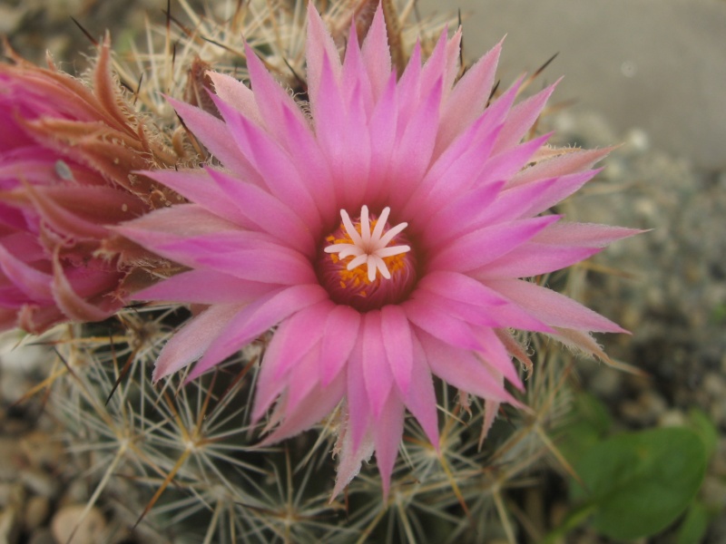 Nellie Cory Cactus