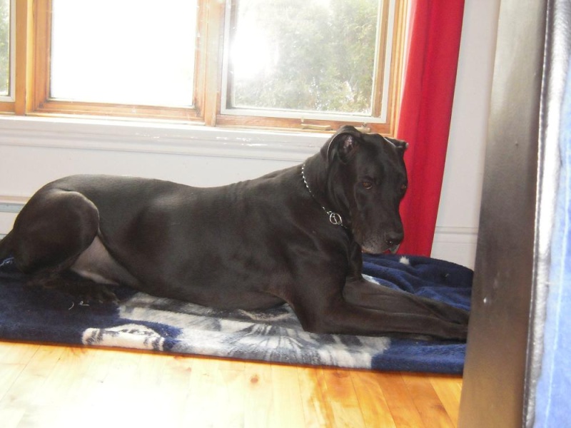 Chiot Grand Danois Vendre Québec Chiot Grand Danois Vendre Québec