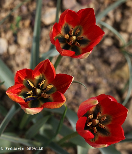 tulipa12.jpg