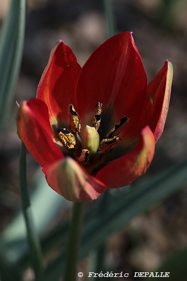 tulipa23.jpg
