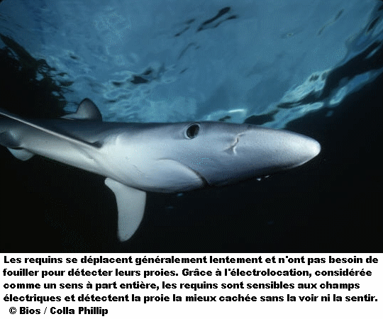 requin12.gif
