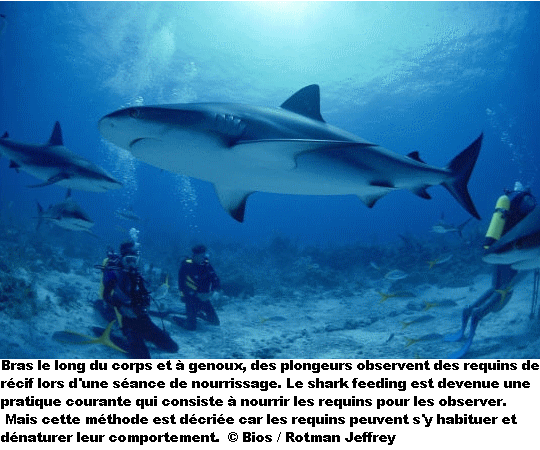 requin19.gif