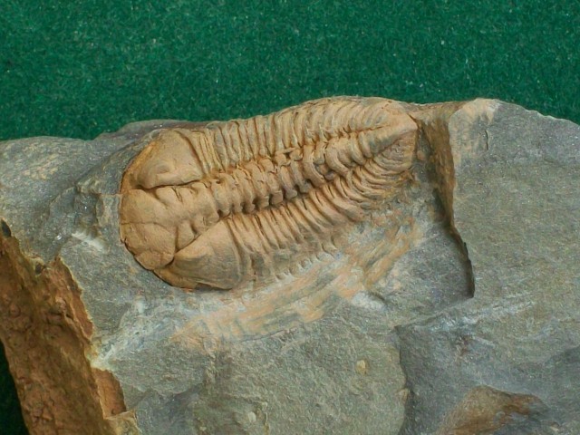 fossil10.jpg