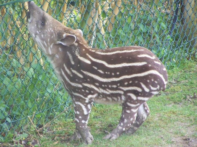 tapir_11.jpg
