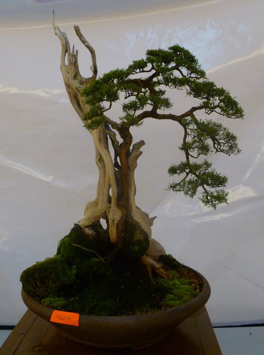 2010 MALAYSIA BONSAI SUISEKI EXHIBITION AND COMPETITION