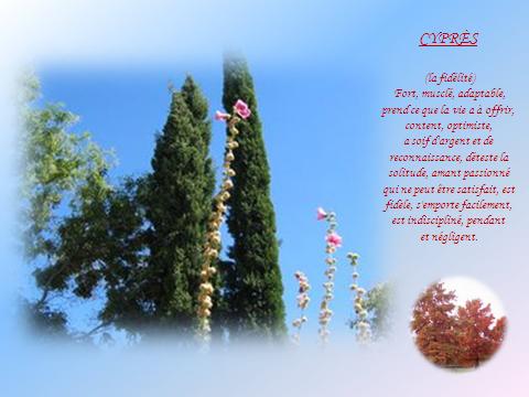cypras11.jpg