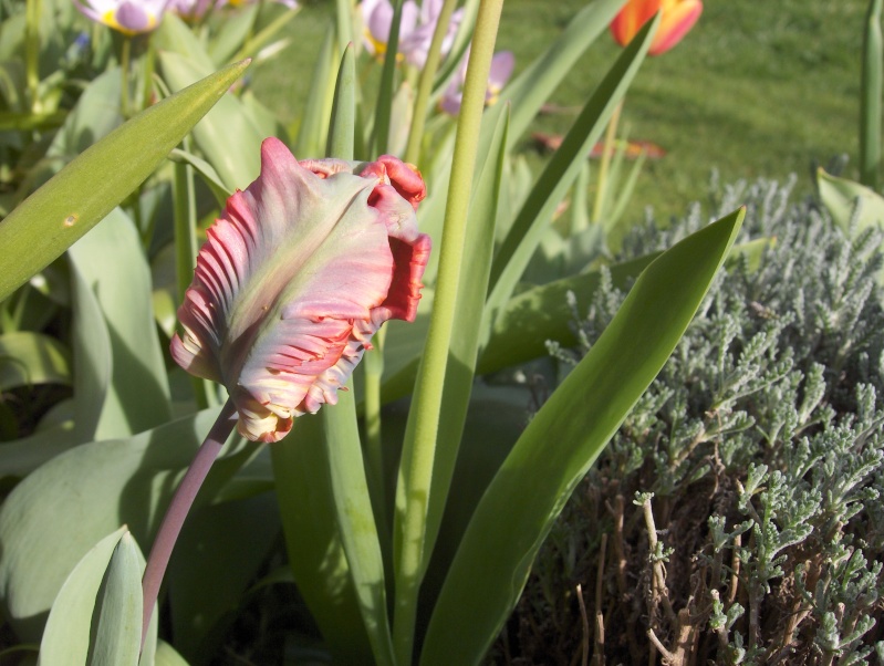 tulipe16.jpg