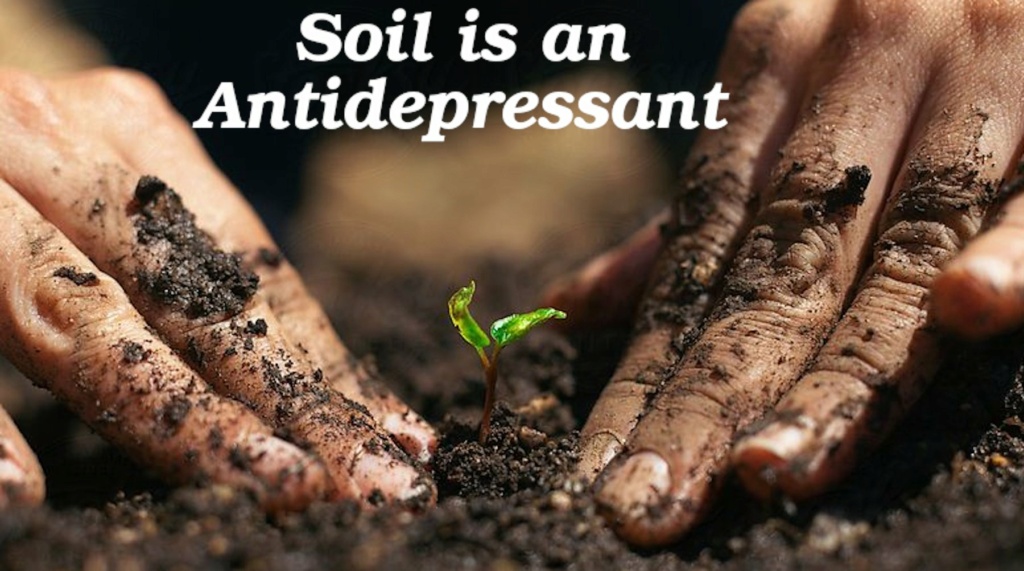 soil_i10.jpg